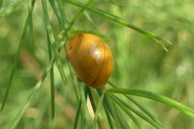 <i>Harmonia axyridis</i>