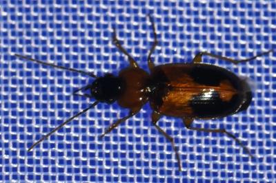 <i>Badister bullatus</i>