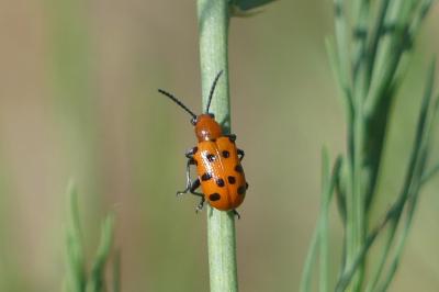 <i>Crioceris duodecimpunctata</i>