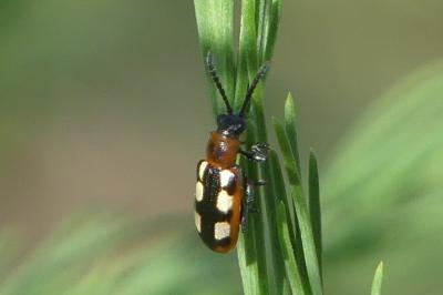 <i>Crioceris asparagi</i>