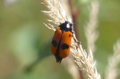 <i>Clytra laeviuscula</i>