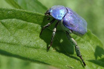 <i>Hoplia coerulea</i>