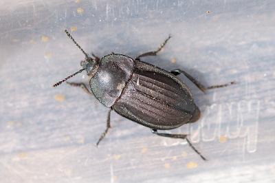 <i>Silpha carinata</i>