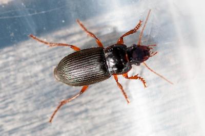 <i>Pseudoophonus rufipes</i>