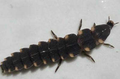 <i>Lampyris noctiluca</i>