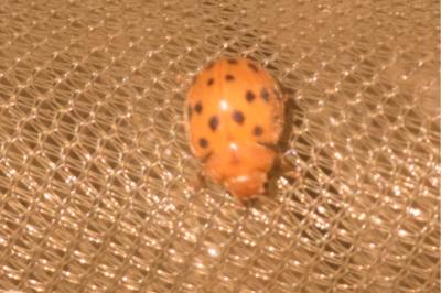 <i>Subcoccinella vigintiquatuorpunctata</i>