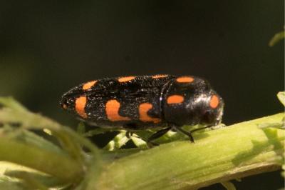 <i>Ptosima undecimmaculata</i>