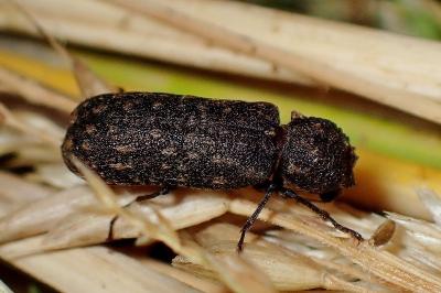 <i>Lichenophanes varius</i>