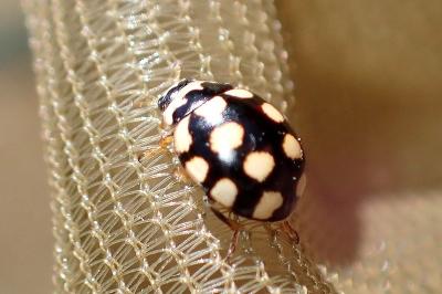 <i>Coccinula quatuordecimpustulata</i>