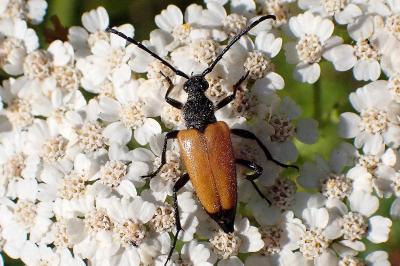 <i>Stictoleptura fulva</i>