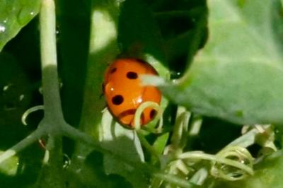 <i>Coccinella septempunctata</i>