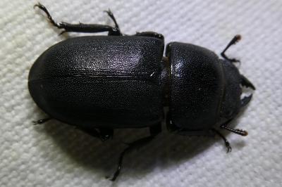 <i>Dorcus parallelipipedus</i>