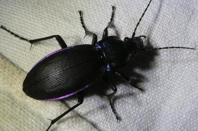<i>Carabus violaceus</i>