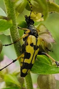 <i>Rutpela maculata</i>