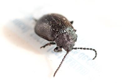 <i>Galeruca tanaceti</i>