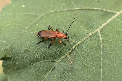 <i>Rhagonycha fulva</i>