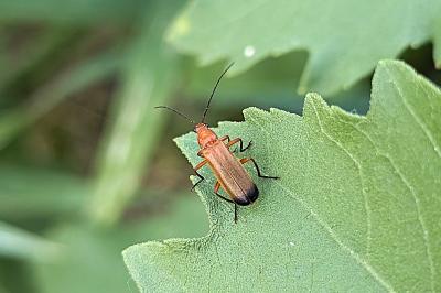 <i>Rhagonycha fulva</i>