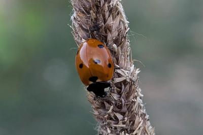 <i>Coccinella septempunctata</i>