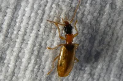 <i>Demetrias atricapillus</i>
