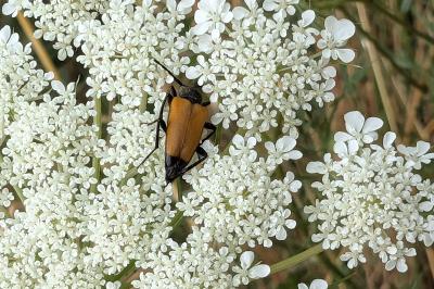 <i>Stictoleptura fulva</i>