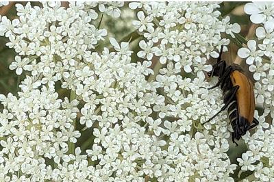 <i>Stictoleptura fulva</i>
