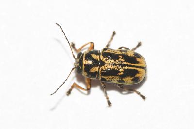 <i>Pachybrachis hieroglyphicus</i>