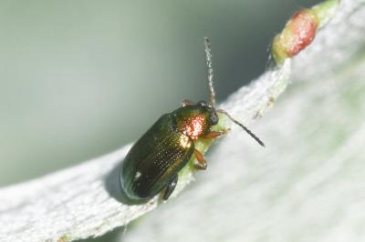 <i>Crepidodera plutus</i>