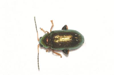 <i>Crepidodera plutus</i>
