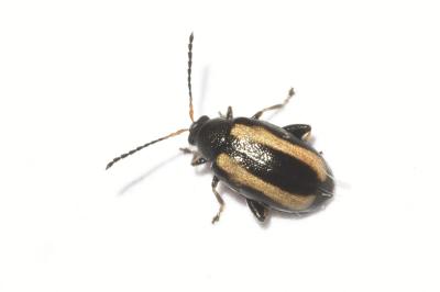<i>Phyllotreta undulata</i>