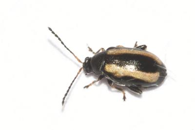 <i>Phyllotreta undulata</i>