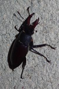 <i>Lucanus cervus</i>