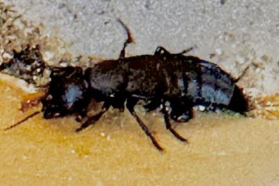 <i>Ocypus olens</i>