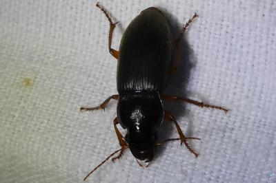 <i>Pseudoophonus rufipes</i>