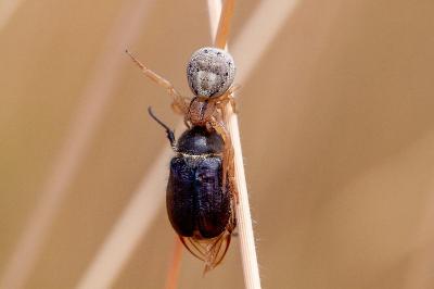 <i>Amphimallon atrum</i>