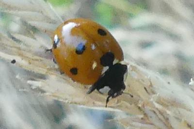 <i>Coccinella septempunctata</i>