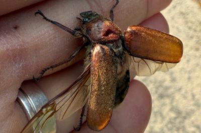 <i>Anoxia villosa</i>