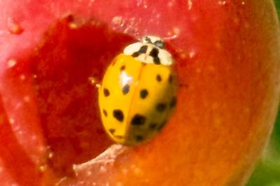 <i>Harmonia axyridis</i>