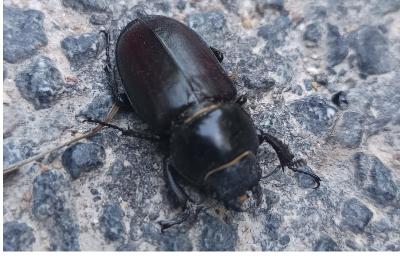 <i>Lucanus cervus</i>