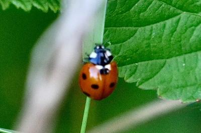 <i>Coccinella septempunctata</i>