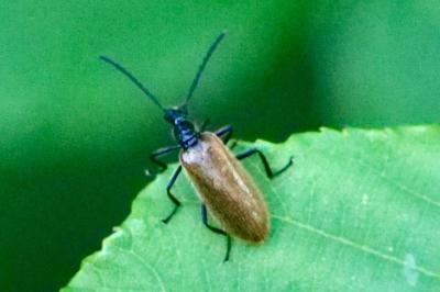 <i>Lagria hirta</i>