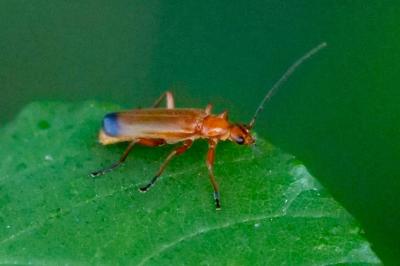 <i>Rhagonycha fulva</i>