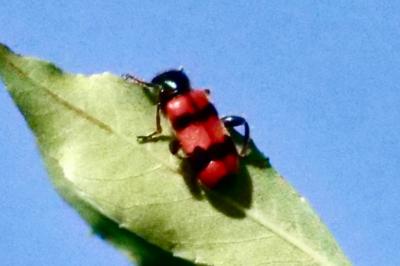 <i>Trichodes apiarius</i>