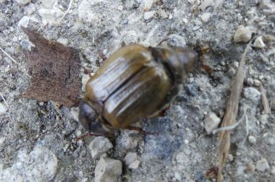 <i>Amphimallon solstitiale</i>