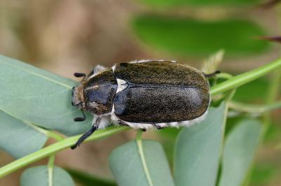 <i>Anoxia villosa</i>
