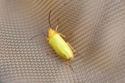 <i>Cteniopus sulphureus</i>