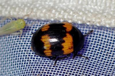 <i>Diaperis boleti</i>