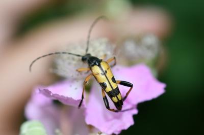 <i>Rutpela maculata</i>