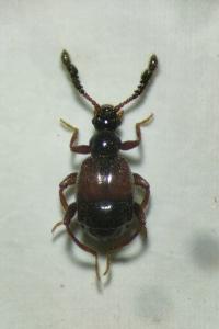 <i>Trissemus antennatus</i>