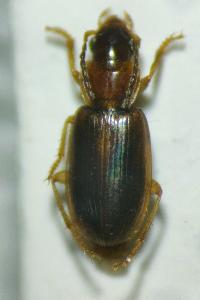 <i>Acupalpus dubius</i>