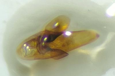 <i>Acupalpus dubius</i>